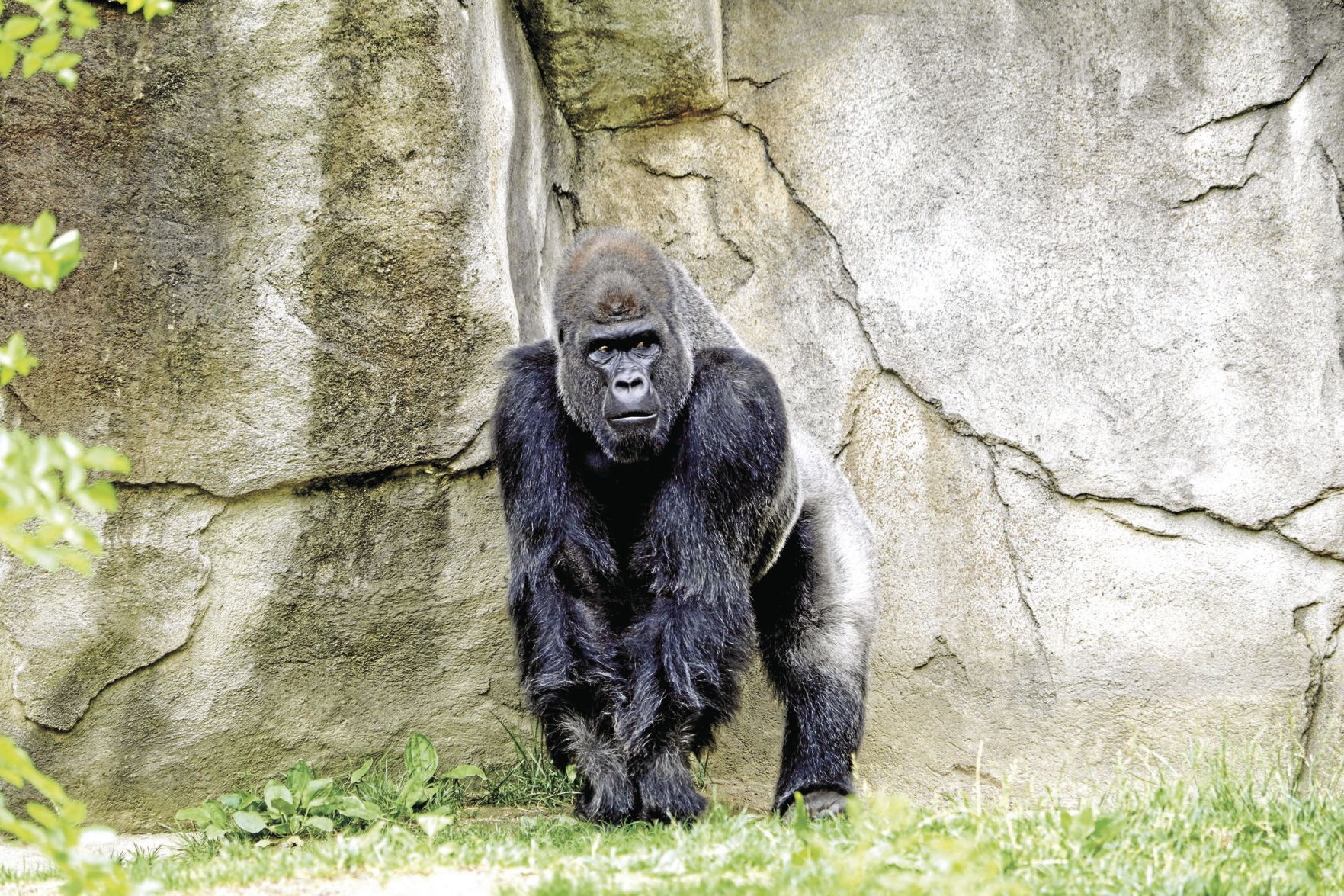Gorillas